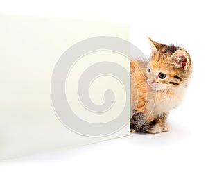 Small red kitten and blank