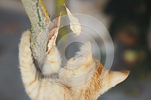 small red kitten is climbing branch with a dry leaf, the cat grabbed hold and scared, concept hope