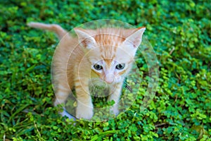 Small red kitten in green grass. Outdoor life of domestic cat