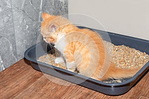 a small red kitten poops in a cat litter box with sand. Potty training a kitten