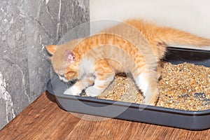 a small red kitten is raking sand in the cat litter with its paw. Potty training a kitten