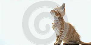 small red kitten sitting on a white background