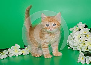 Small red kitten and white flowers