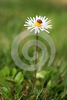 A small red ladybug with black dots crawls on the daisy flower