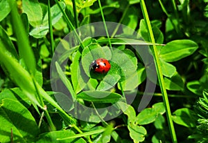 Small Red Ladybug on a clover