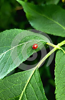 small red ladybug on a green leaf