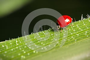Small red ladybug on green leaf