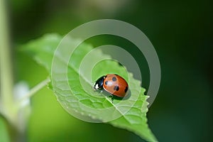 A small red ladybug sits on a green leaf