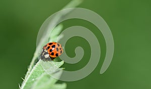 A small red ladybug sits on a green leaf in front of a green background in nature