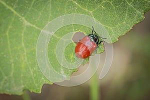 Small red leaf beetle