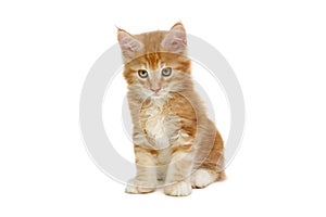 Small red Maine Coon kitten