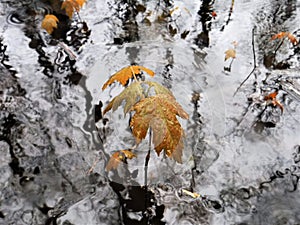 Maple tree sapling growing in a stream