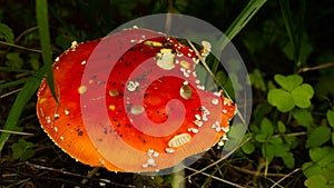 Small red mushroom amanita in green grass photo