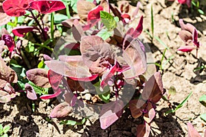 Small red orache, atriplex hortensis in a local garden