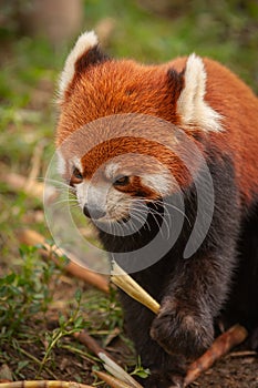 A small red panda bear eating a bamboo stick at the Panda park in Chengdu, China