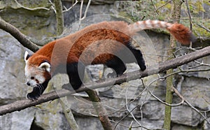 A small red panda bear walks on a tree