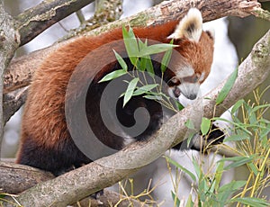 A small red panda bear walks on a tree to eat bamboo