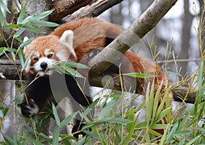 A small red panda bear walks on a tree to eat bamboo