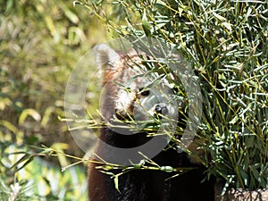 Small red panda hiding behind a shrubbery