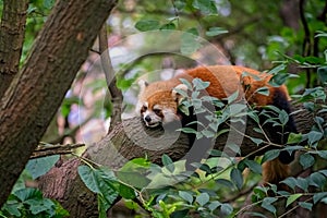 Small red panda on a tree