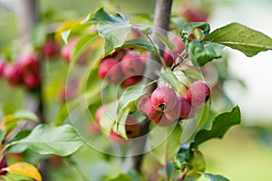 Small red paradise apples on a tree branch on fall day. Autumn fruits, harvest and harvesting concept