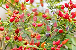 Small red peppers growing on a tree