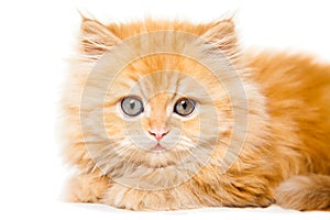 Small red persian kitten