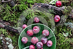 Small red plums with water drops on a carpet of moss