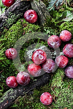 Small red plums with water drops on a carpet of moss