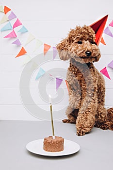 A small red poodle in a festive red cap on a white wooden background celebrates a birthday with cake and golden candle