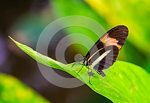 Small red postman butterfly in macro closeup, tropical insect specie from Costa Rica, America