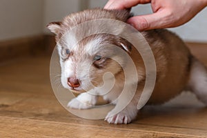 Small red puppy Alaskan Malamute sitting on the floor. Male hand stroking a puppy