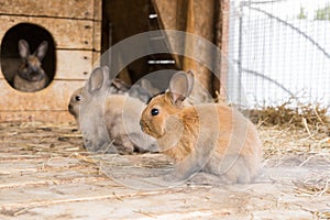 A small red rabbit on a wooden floor on a straw