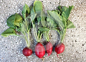 Small red radish, European radish