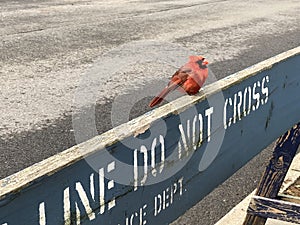 Small Red Robin Bird Perched on Police Sign Do Not Cross Barricade Fence