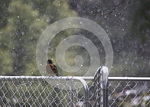 small robin on a fence with snow