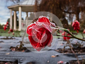 Small red rose covered with morning frost in early winter. Macro shot of beautiful frozen ice crystals on rose petals