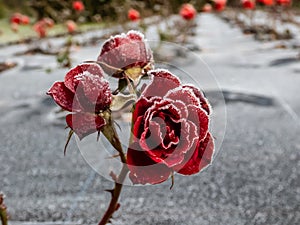 Small red rose plant covered with morning frost in early winter. Macro shot of beautiful frozen ice crystals on rose petals