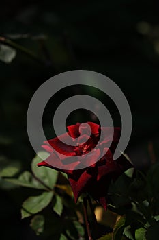 Small red rose pocking out of shadows