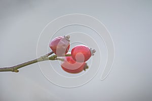 Small red rosehip fruit, selective focus, natural background, wintertime fruits for herbal treatment, close-up