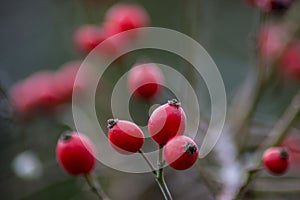 Small red rosehip fruit, selective focus, natural background, wintertime fruits for herbal treatment, close-up