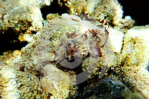 Lesser Red Scorpionfish - Scorpaena Notata