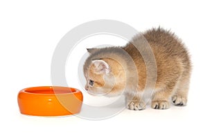 Small red Scottish kitten eats from an orange bowl
