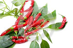 Small red spicy hot chili peppers on plant leaves