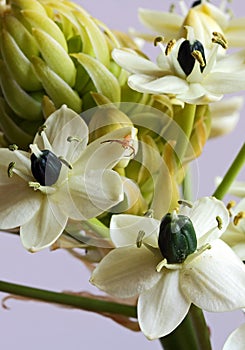 SMALL RED SPIDER ON A CLUSTER OF WHITE CHINCHERINCHEE FLOWERS