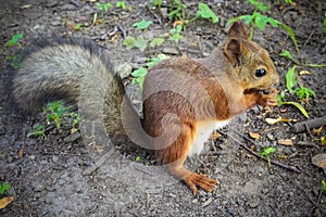 Small red squirrel eats, forest animal