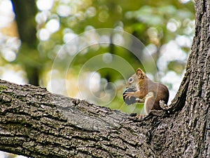 Small red squirrel gnaws on a black walnut photo