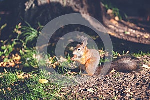 Small red squirrel gnaws a nut in the forest