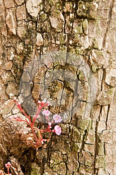 Small red star fruit flower