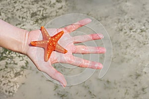 Small red starfish on the hand palm